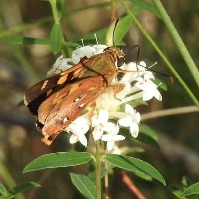 Trapezites symmomus (Splendid Ochre) at Mittagong, NSW - 19 Feb 2023 by GlossyGal