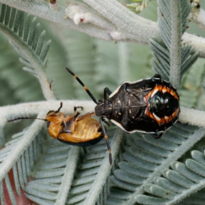 Oechalia schellenbergii at Throsby, ACT - 21 Feb 2023