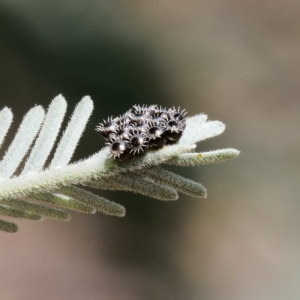 Oechalia schellenbergii at Throsby, ACT - 21 Feb 2023