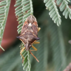 Oechalia schellenbergii at Throsby, ACT - 21 Feb 2023