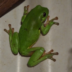 Litoria caerulea (Green Tree Frog) at Dampier Peninsula, WA - 19 Oct 2022 by AaronClausen