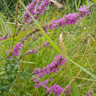 Lythrum salicaria (Purple Loosestrife) at Cotter River, ACT - 22 Feb 2023 by BethanyDunne