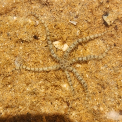 Unidentified Sea Star / Sea Urchin / ally (Echinodermata) at Dampier Peninsula, WA - 17 Oct 2022 by AaronClausen