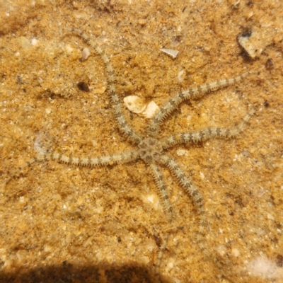 Unverified Sea Star, Sea Urchin or Ally (Echinodermata) at Dampier Peninsula, WA - 18 Oct 2022 by AaronClausen