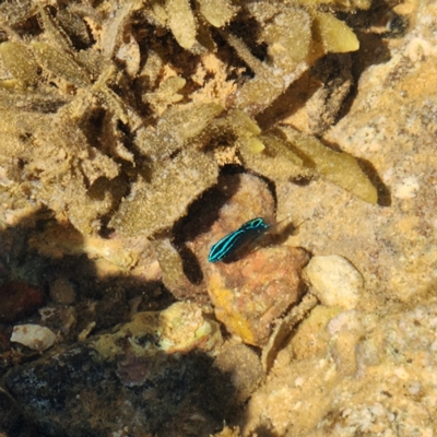 Unidentified Marine Fish Uncategorised at Dampier Peninsula, WA - 17 Oct 2022 by AaronClausen