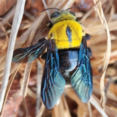 Xylocopa (Koptortosoma) sp. (genus) (Carpenter Bee) at Dampier Peninsula, WA - 18 Oct 2022 by AaronClausen