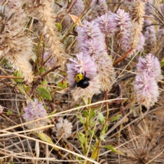 Xylocopa (Koptortosoma) sp. (genus) at Dampier Peninsula, WA - 18 Oct 2022 06:55 AM