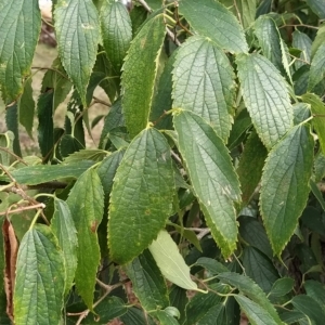 Celtis australis at Fadden, ACT - 22 Feb 2023 09:43 AM