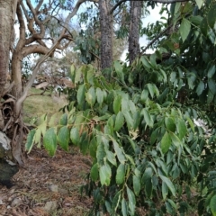 Celtis australis at Fadden, ACT - 22 Feb 2023 09:43 AM