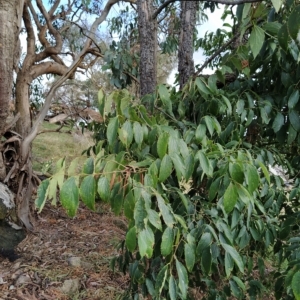 Celtis australis at Fadden, ACT - 22 Feb 2023 09:43 AM