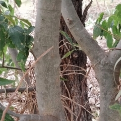 Celtis australis at Fadden, ACT - 22 Feb 2023 09:43 AM