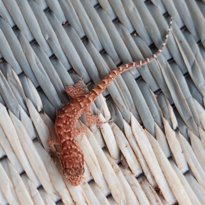 Unidentified Monitor or Gecko at Dampier Peninsula, WA - 17 Oct 2022 by AaronClausen