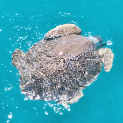 Unverified Turtle at Minyirr, WA - 8 Oct 2022 by AaronClausen