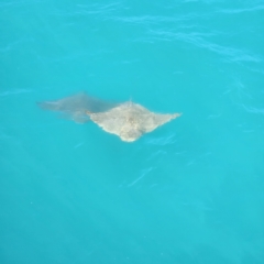 Unidentified Shark / Ray at Djugun, WA - 8 Oct 2022 by AaronClausen