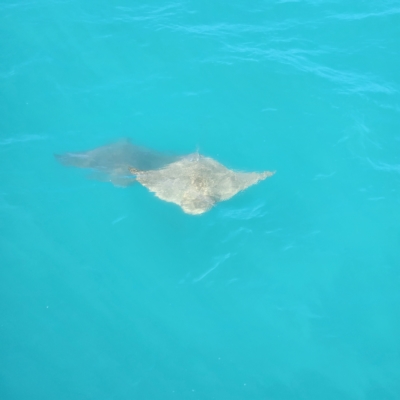 Unidentified Shark / Ray at Djugun, WA - 8 Oct 2022 by AaronClausen