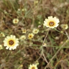 Tolpis barbata (Yellow Hawkweed) at Fadden, ACT - 22 Feb 2023 by KumikoCallaway