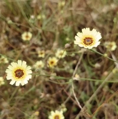 Tolpis barbata (Yellow Hawkweed) at Fadden, ACT - 22 Feb 2023 by KumikoCallaway