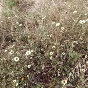 Tolpis barbata at Fadden, ACT - 22 Feb 2023