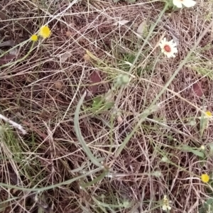 Tolpis barbata at Fadden, ACT - 22 Feb 2023