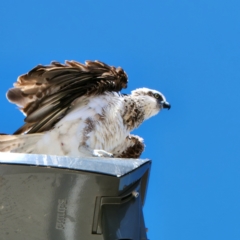 Pandion haliaetus (Osprey) at Broome, WA - 6 Oct 2022 by AaronClausen