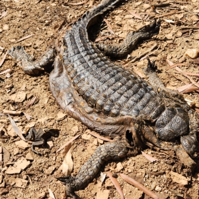 Crocodylus johnstoni (Freshwater Crocodile) at Wunaamin Miliwundi Ranges, WA - 3 Oct 2022 by AaronClausen