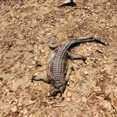 Crocodylus johnstoni at Wunaamin Miliwundi Ranges, WA - 3 Oct 2022 09:02 AM