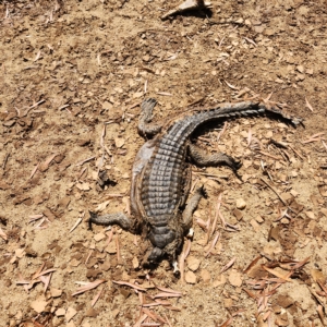 Crocodylus johnstoni at Wunaamin Miliwundi Ranges, WA - 3 Oct 2022 09:02 AM