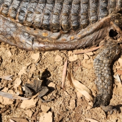 Crocodylus johnstoni at Wunaamin Miliwundi Ranges, WA - 3 Oct 2022 09:02 AM