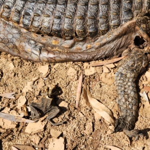 Crocodylus johnstoni at Wunaamin Miliwundi Ranges, WA - 3 Oct 2022 09:02 AM