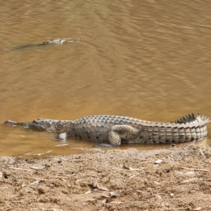 Crocodylus johnstoni at Wunaamin Miliwundi Ranges, WA - 3 Oct 2022 07:53 AM