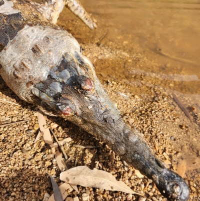 Unidentified Crocodile at Wunaamin Miliwundi Ranges, WA - 2 Oct 2022 by AaronClausen