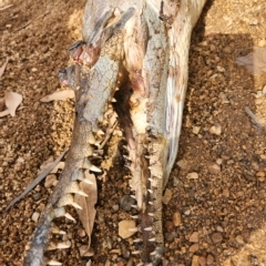 Crocodylus johnstoni at Wunaamin Miliwundi Ranges, WA - 3 Oct 2022 07:50 AM
