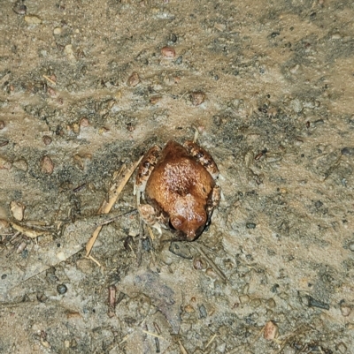 Unidentified Frog at Wunaamin Miliwundi Ranges, WA - 2 Oct 2022 by AaronClausen