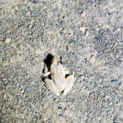 Unidentified Frog at Wunaamin Miliwundi Ranges, WA - 2 Oct 2022 by AaronClausen