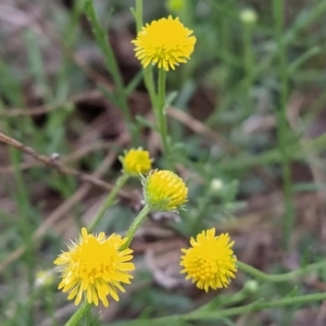 Calotis lappulacea at Fadden, ACT - 22 Feb 2023