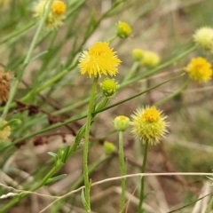 Calotis lappulacea at Fadden, ACT - 22 Feb 2023