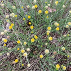 Calotis lappulacea at Fadden, ACT - 22 Feb 2023