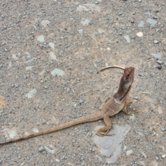 Unidentified Dragon at Gibb, WA - 30 Sep 2022 by AaronClausen