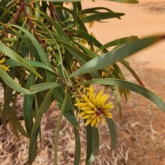 Persoonia falcata (Wild Pear) at Gibb, WA - 29 Sep 2022 by AaronClausen