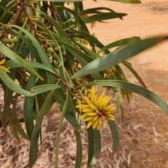 Persoonia falcata (Wild Pear) at Gibb, WA - 28 Sep 2022 by AaronClausen