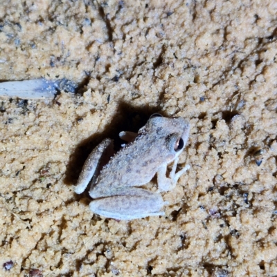 Unidentified Frog at Durack, WA - 28 Sep 2022 by AaronClausen