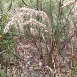 Holcus lanatus at Fadden, ACT - 22 Feb 2023 10:00 AM