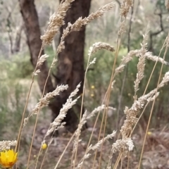 Holcus lanatus at Fadden, ACT - 22 Feb 2023 10:00 AM