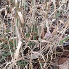 Holcus lanatus at Fadden, ACT - 22 Feb 2023