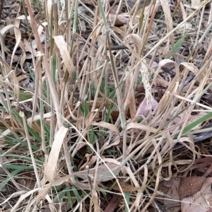 Holcus lanatus at Fadden, ACT - 22 Feb 2023 10:00 AM