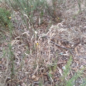 Holcus lanatus at Fadden, ACT - 22 Feb 2023