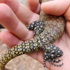 Varanus glauerti (Kimberley rock monitor) at Durack, WA - 27 Sep 2022 by AaronClausen