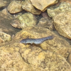 Unidentified Catfish at Durack, WA - 27 Sep 2022 by AaronClausen