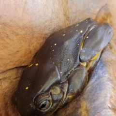 Litoria splendida at Durack, WA - 27 Sep 2022 by AaronClausen