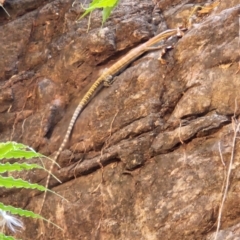 Unidentified Monitor or Gecko at Durack, WA - 26 Sep 2022 by AaronClausen